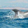 Delfines Algarve 1