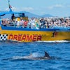 Avistamiento De Delfines En El Algarve