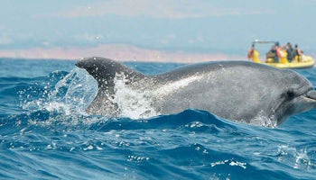 Delfines Algarve