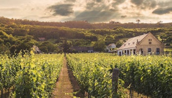 Excursión A La Toscana Degustación De Vinos